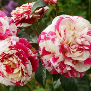 Rožė vijoklinė (Rosa) &#039;Vanille Fraise&#039;